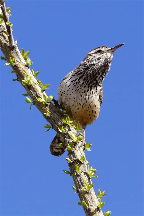 cactus wren | arizona-sonora desert museum, tucson, arizona | billy liar | Flickr