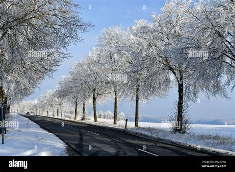 Country road with snowy trees Stock Photo - Alamy