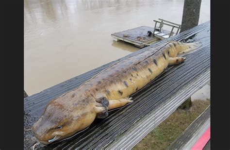 Ohio Mudpuppy Breeding Season is Fall, but won't Lay Eggs Until Spring ...