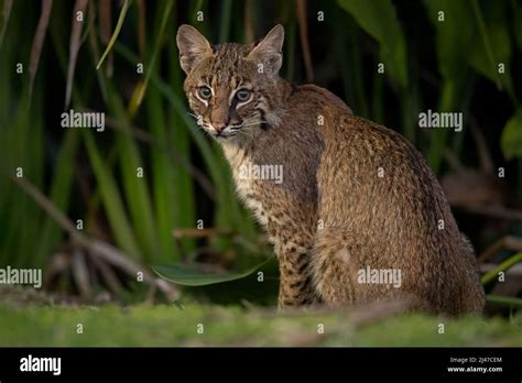 A bobcat hunting Stock Photo - Alamy