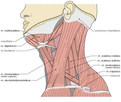 El cuello humano y su anatomía