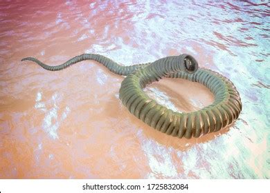 Dracunculiasis Images, Stock Photos & Vectors | Shutterstock