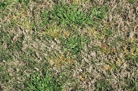 Poa annua control: A perpetually moving target - GCMOnline.com