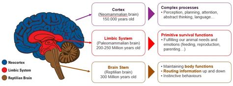 Introduction in the Neuroscience of Stress – The Rider and Elephant ...