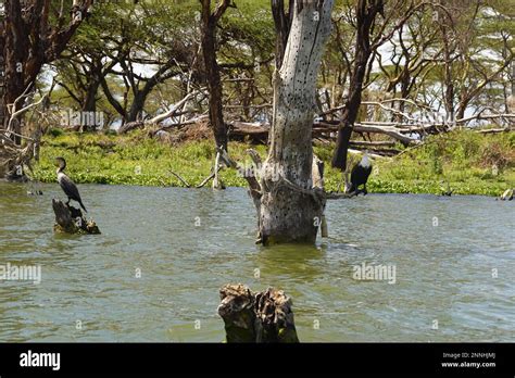 Birds on Lake Naivasha in Kenya Stock Photo - Alamy