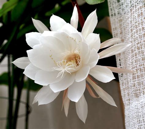 10 Types of Night Blooming Cereus