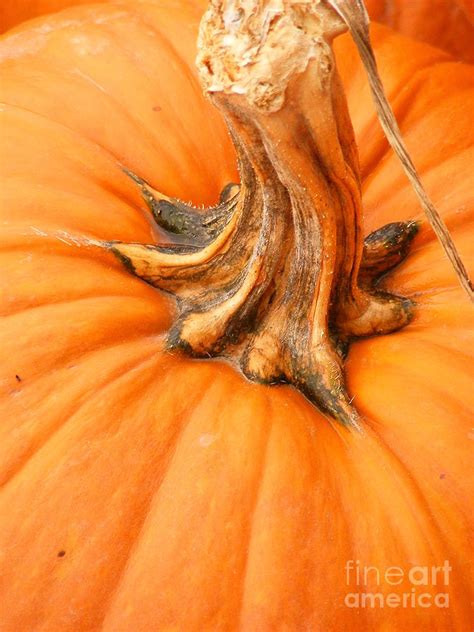 Pumpkin Stem Photograph by Lori Kingston