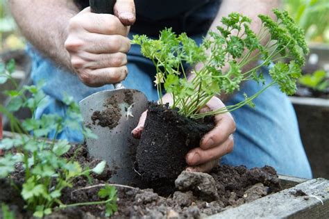 How to Grow Parsley - BBC Gardeners World Magazine