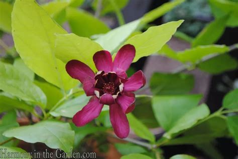 Carolina allspice 'Aphrodite' | Summer garden, Annual plants, Pink and white flowers