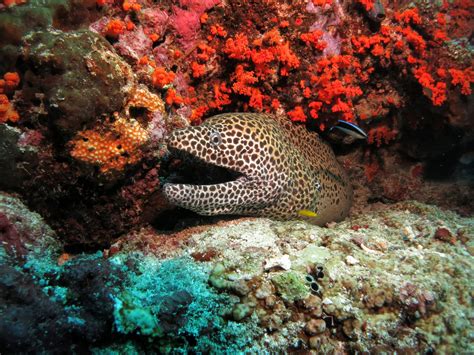 Banda Islands Diving Guide