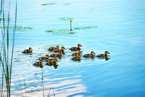 Background Keluarga Bebek Dengan Banyak Bebek Kecil Berenang Di Sungai, Lari, Musim Panas, Di ...