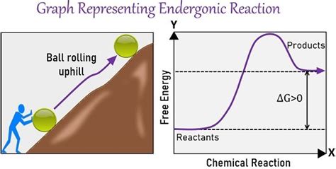 Endergonic Reaction Photosynthesis