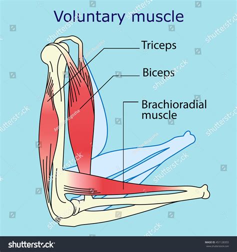 Anatomy Voluntary Muscle Stock Vector (Royalty Free) 451128355 | Shutterstock