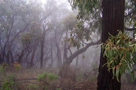 File:Bush in fog.jpg - Wikimedia Commons