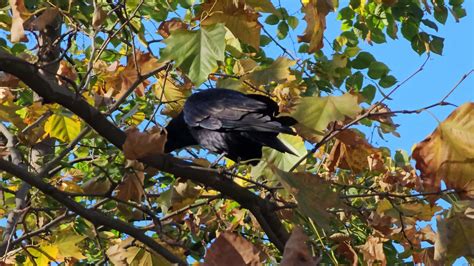 The behavior of a carrion crow was captured sitting on a tree branch in ...