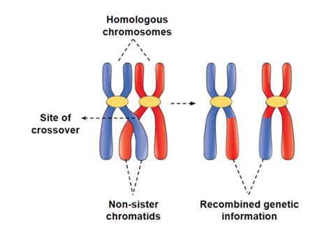 Homologous Recombination in Eukaryotes, Bacteria and Viruses