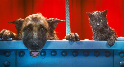 Cats vs Dogs: Who Have The Best Movies? | Rotten Tomatoes