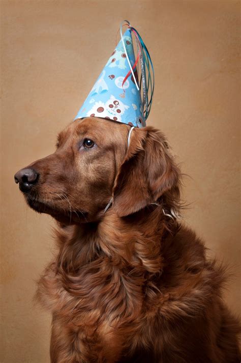 Dog Party Hat-Birthday-Children-Party Hat by studiowillow on Etsy