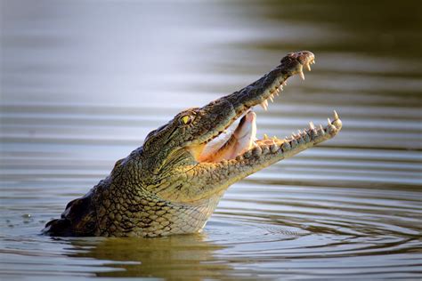 Crocodile Totem Meanings and Messages on Whats-Your-Sign.com