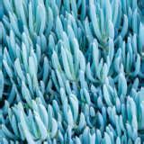 Senecio Blue Chalk Sticks - Garden Express