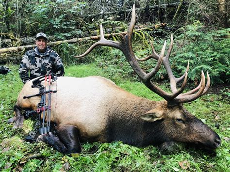 British Columbia Roosevelt Elk Hunt - Rifle - Quality Hunts