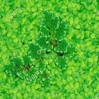 Azolla caroliniana Fig 2. Azolla microphylla Fig 3. Azolla pinnata ...