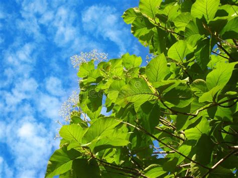 Beautiful Nature Photo of Burmese Teak Tree with Green Leaves Stock Image - Image of plant ...