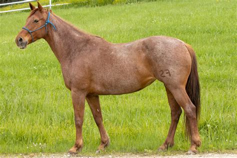 A Horse of a Different Color: Common Equine Coat Colors! | ASPCA