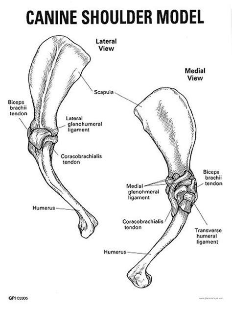 Canine shoulder joint | Vet medicine, Veterinarians medicine, Dog anatomy