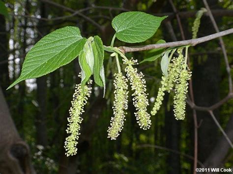 Red Mulberry (Morus rubra) flowers | Organic plants, Mulberry tree, Plants