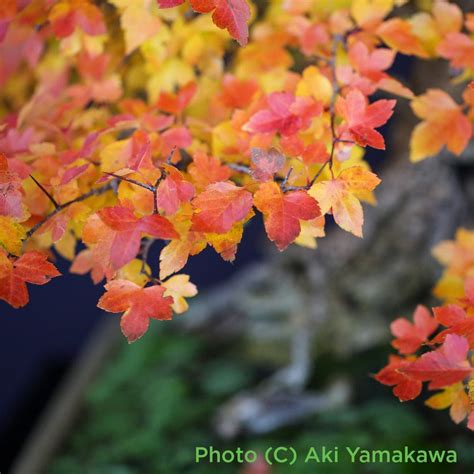 Bonsaify | Washington Hawthorn Bonsai Starters