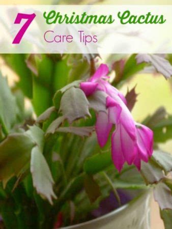 7 Christmas Cactus Care Tips