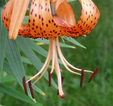 GoGardenNow - The Gardening Blog: How can I prevent lily pollen stains?