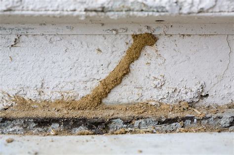 Termites Are The Worst, What To Do? - Home Construstion