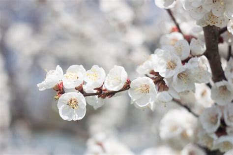 Premium Photo | Apricot flowers