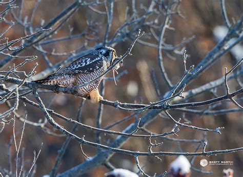 Northern Hawk Owl Caches Prey | Scott Martin Photography