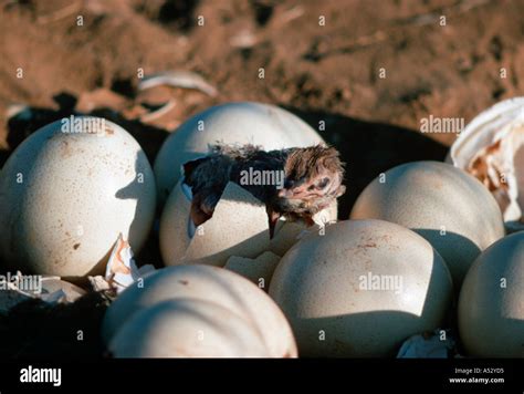 Ostrich chick hatching hi-res stock photography and images - Alamy