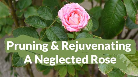 The Much Needed Pruning & Rejuvenating Of A Neglected Rose / Joy Us ...