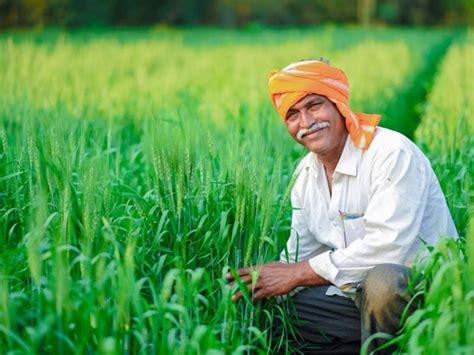 Good News! Haryana Government to Provide 50% Subsidy for Cultivation of ...