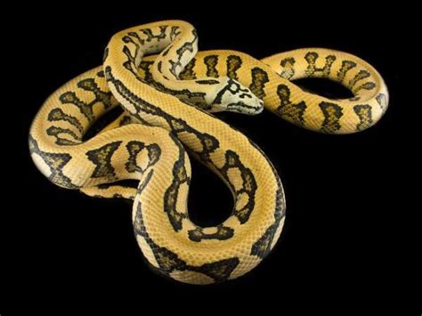 Carpet Python Morphs