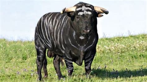 15 Most Unique Bulls in the World! | Cattle, Breeds, Bull