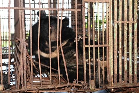 Why Bear Bile Farming Persists in Vietnam | Stop animal cruelty, Asian black bear, Bear