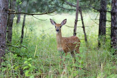 A White-tailed Deer Fawn in the Forest in Ottawa, Canada Stock Image ...