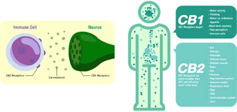 Localisation of the cannabinoid receptors and their therapeutic targets ...