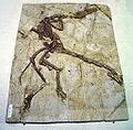 Category:Dromaeosauridae fossils - Wikimedia Commons