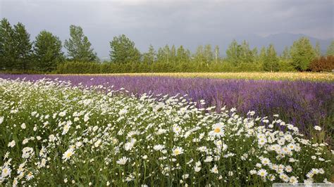 🔥 [30+] Fields of Wildflowers Wallpapers | WallpaperSafari