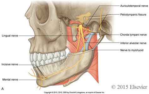 The association between tinnitus, the neck and TMJ - MSK Neurology in 2021 | Tmj, Facial nerve ...