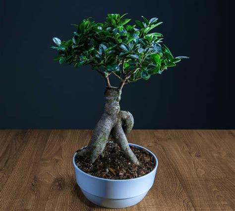 Ficus ginseng - pruning, watering and how to care for it