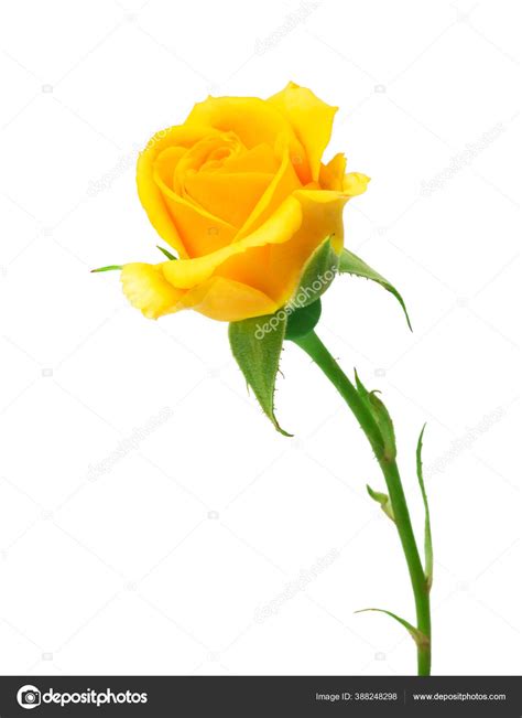 Yellow Roses Background