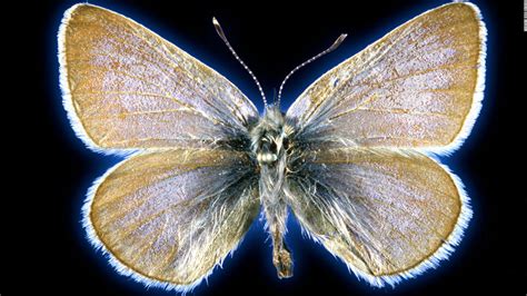 This butterfly was the first to go extinct in the US because of humans ...